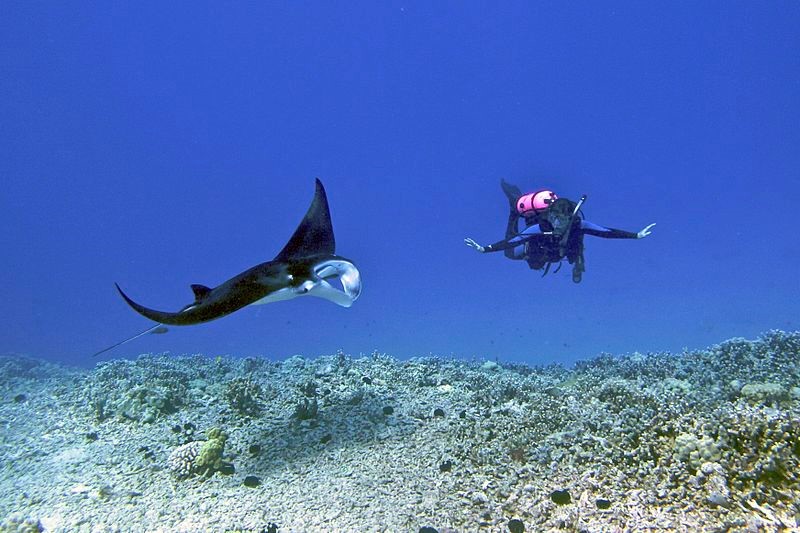 Jeune manta avec plongeur à Hawaii. Photo : Steve Dunleavy, Wikimédia
